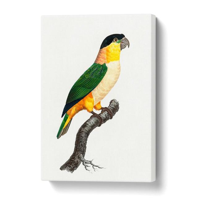 'A Black-Headed Parrot' by F. Levaillant - Wrapped Canvas Painting Print Pergo Classics Size: 50 cm H x 35 cm W on Productcaster.