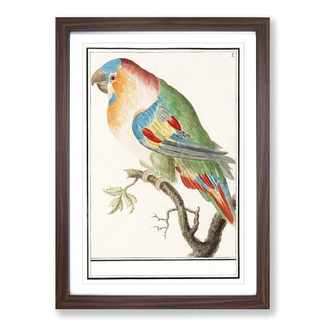 The Parrot by A.B. De Boodt - Picture Frame Painting Print East Urban Home Frame Option: Walnut Framed, Size: 36cm H x 27cm W x 2cm D on Productcaster.