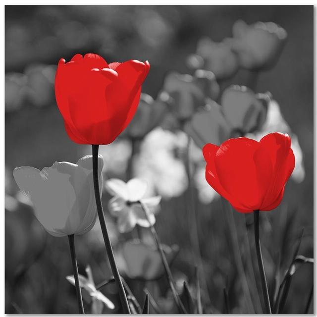 Leinwandbild Red Tulips in Grey ModernMoments Größe: 40 cm H x 40 cm B on Productcaster.