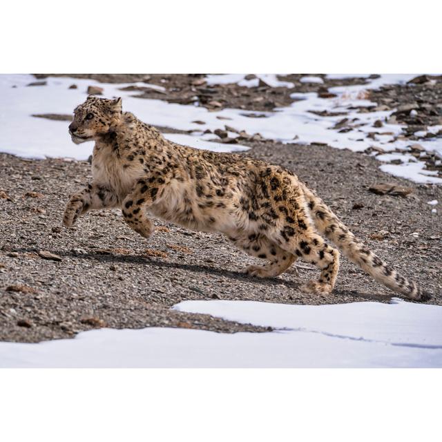 Shot Of Snow Leopard von Guenterguni - Kunstdrucke auf Leinwand World Menagerie Größe: 40 cm H x 60 cm B on Productcaster.