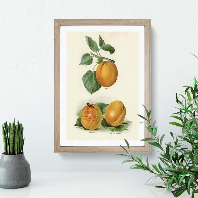 Vintage Illustration of Apricots - Picture Frame Painting Print East Urban Home Size: 76cm H x 50cm W x 2cm D, Frame Option: Oak on Productcaster.