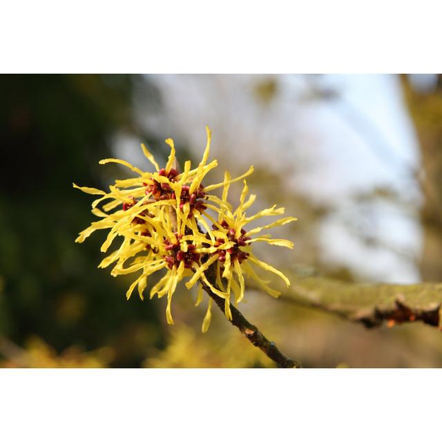 Blühende Hamamelis von SchmitzOlaf - Leinwandbild 17 Stories Größe: 120 cm H x 80 cm B on Productcaster.