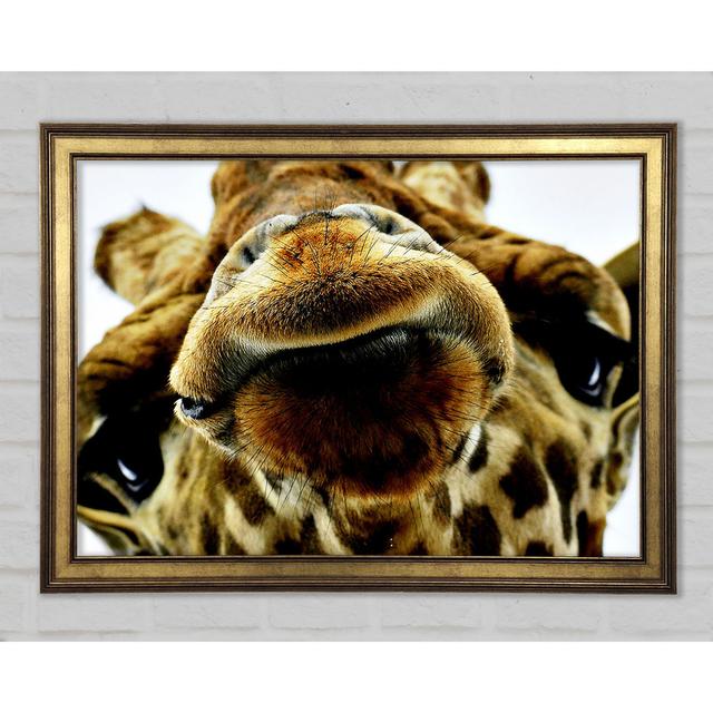 What Are You Looking At Giraffe - Single Picture Frame Art Prints Ebern Designs Size: 84.1cm H x 118.9cm W x 1.5cm D on Productcaster.