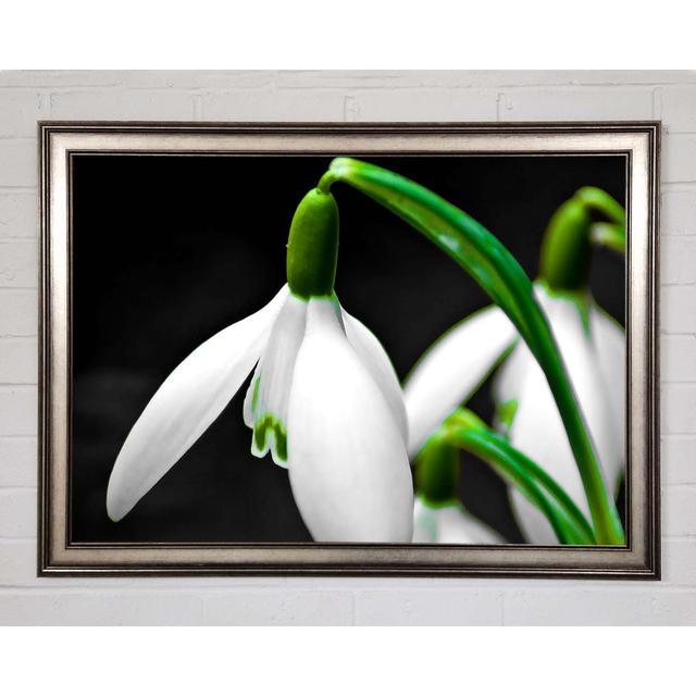 Snowdrop Flower - Single Picture Frame Art Prints Brayden Studio Size: 84.1cm H x 118.9cm W x 1.5cm D on Productcaster.