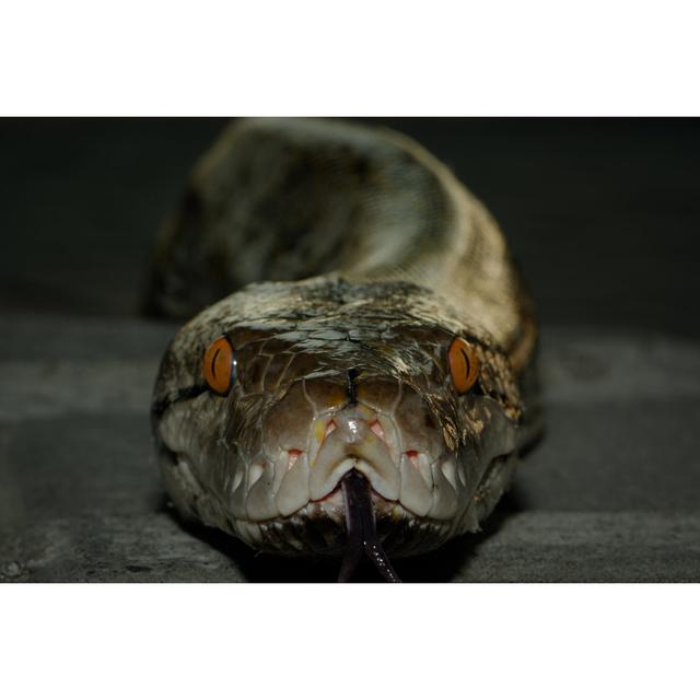 Reticulated Python Head, Front View - Wrapped Canvas Print Ebern Designs Size: 20cm H x 30cm W on Productcaster.