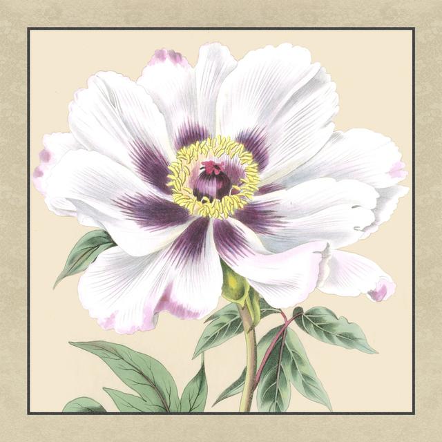 Small Peony Collection VI - Wrapped Canvas Painting Marlow Home Co. Size: 51cm H x 51cm W x 3.8cm D on Productcaster.