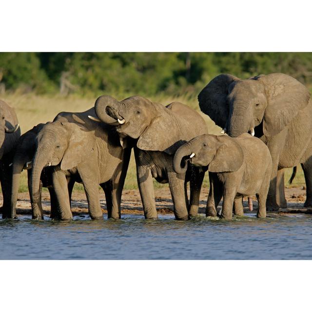 African Elephants (Loxodonta Africana) by Ecopic - Wrapped Canvas Print Ebern Designs Size: 20.32cm H x 30.48cm W on Productcaster.