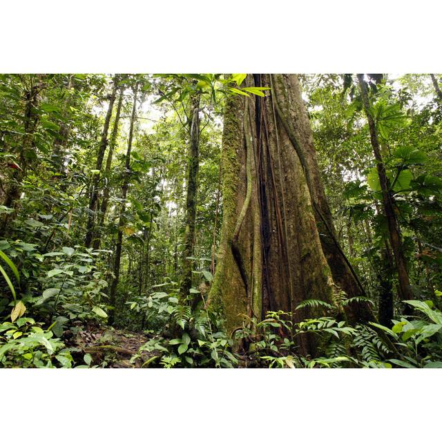 Large Tree Trunk In Tropical Rainforest - Wrapped Canvas Print Union Rustic Size: 51cm H x 76cm W x 3.8cm D on Productcaster.