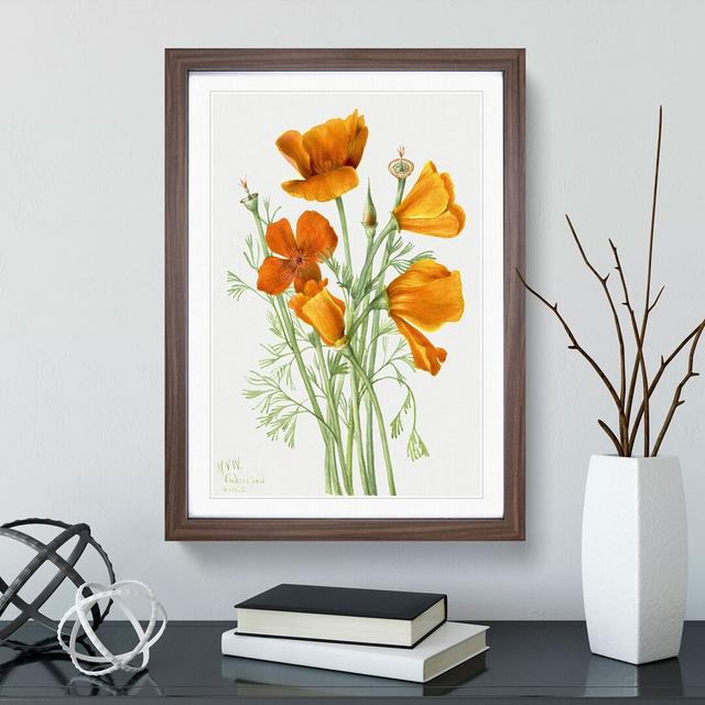 California Poppy by Mary Vaux Walcott - Picture Frame Painting East Urban Home Size: 48cm H x 36cm W x 2cm D, Frame Option: Walnut Framed on Productcaster.