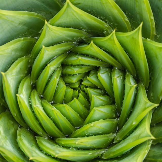 Spiral Aloe Vera by Sabine Hortebusch - No Frame Print on Canvas 17 Stories Size: 76cm H x 76cm W x 3.8cm D on Productcaster.