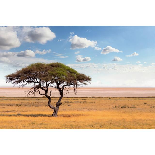 Acacia Tree by Artush - Wrapped Canvas Photograph 17 Stories Size: 30cm H x 46cm W on Productcaster.