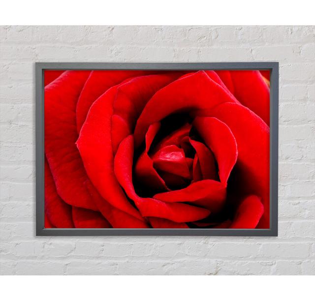 Red Rose Velvet Petals - Single Picture Frame Art Prints on Canvas Bright Star Size: 84.1cm H x 118.9cm W x 3.3cm D on Productcaster.