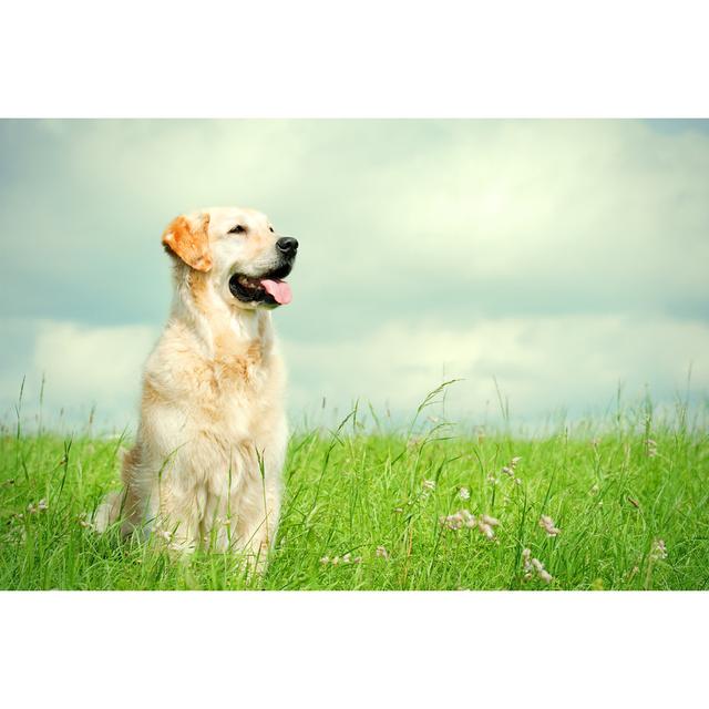 Golden Retriever On A Meadow by PK-Photos - No Frame Art Prints on Canvas 17 Stories Size: 81cm H x 122cm W on Productcaster.