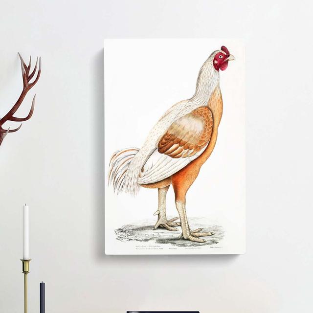 Malabar Cock by John Edward Gray - Wrapped Canvas Art Prints Print East Urban Home Size: 50cm H x 35cm W x 3cm D on Productcaster.