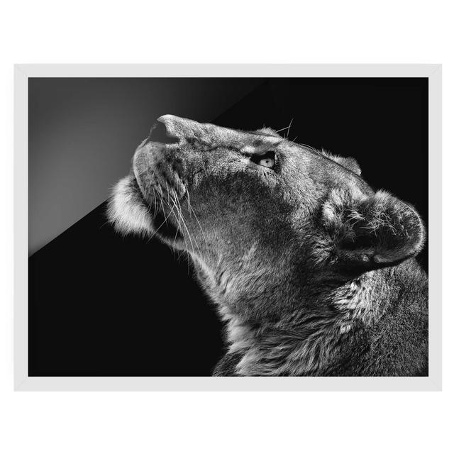 Portrait of a Lioness - Picture Frame Photograph Ebern Designs Size: 40cm H x 55cm W x 2cm D, Framed Option: White Framed on Productcaster.