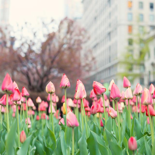 Street Tulips by Andreka - Wrapped Canvas Photograph Latitude Run Size: 51cm H x 51cm W on Productcaster.