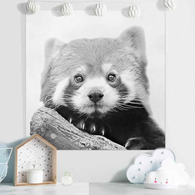 Red Panda - Wrapped Canvas Graphic Art Union Rustic Format: 260g/m² Canvas, Size: 80cm H x 80cm W on Productcaster.