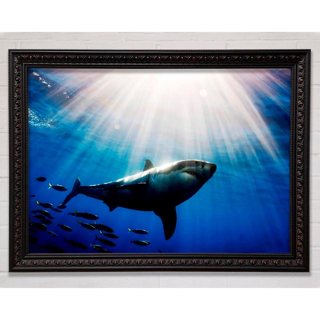 Shark In A Blaze Of Sunlight Framed Print Bright Star Size: 59.7cm H x 84.1cm W on Productcaster.