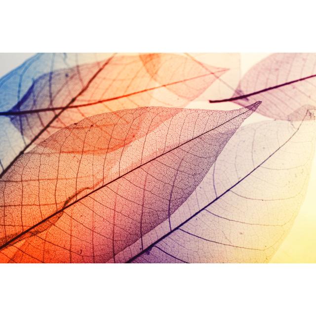 Macro Leaves by Portishead1 - Print Metro Lane Size: 50cm H x 75cm W on Productcaster.