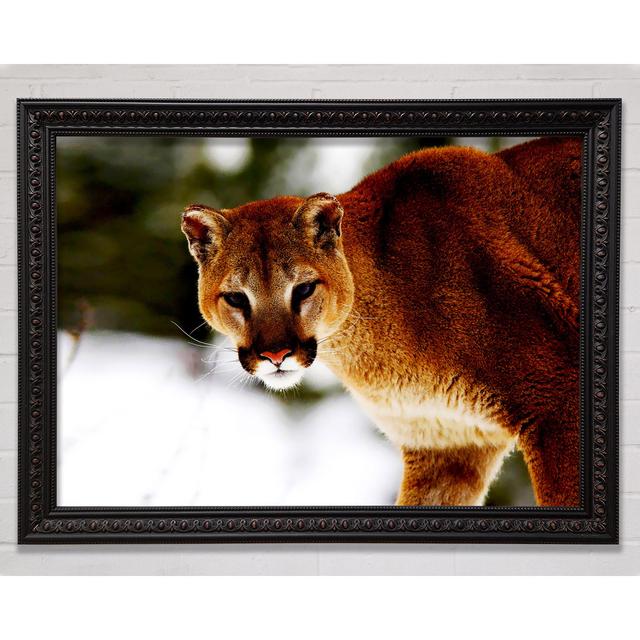 Florida Panther In The Snow - Single Picture Frame Art Prints Bright Star Size: 84.1cm H x 118.9cm W on Productcaster.