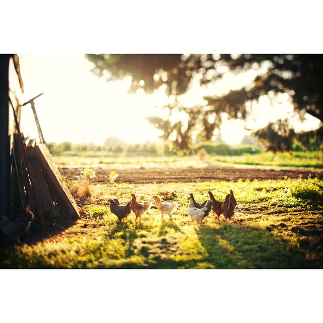 Chickens Relaxing - Wrapped Canvas Photograph Brambly Cottage Size: 30cm H x 46cm W on Productcaster.