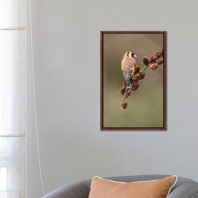 Goldfinch On Larch Cones by Dean Mason - Print on Canvas Ebern Designs Size: 66.04cm H x 45.72cm W x 3.81cm D, Format: Classic Brown Wood Framed on Productcaster.