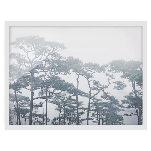 Treetops in the Fog - Picture Frame Photograph Union Rustic Size: 40cm H x 55cm W x 2cm D, Frame Option: White Framed on Productcaster.