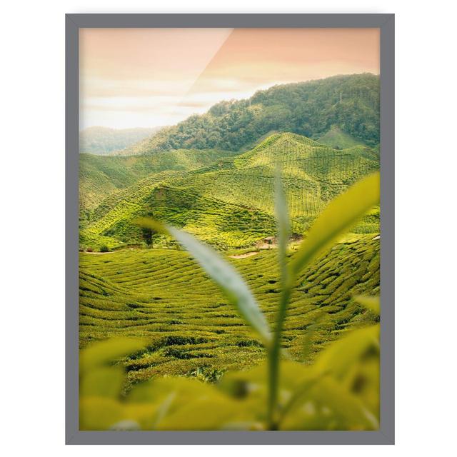 Teagarden - Picture Frame Graphic Art Union Rustic Size: 100cm H x 70cm W x 2cm D, Frame Option: Grey Framed on Productcaster.