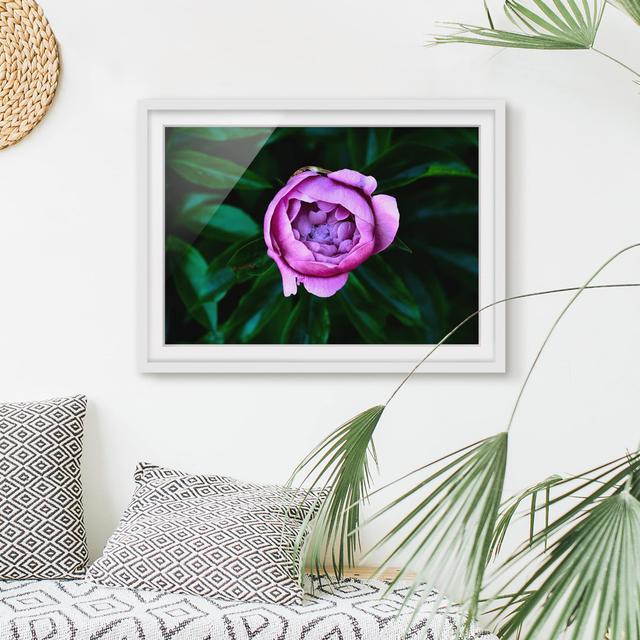 Purple Peony Blossom Before Leaves - Picture Frame Graphic Art ClassicLiving Frame Option: White Framed, Size: 70cm H x 100cm W x 2cm D on Productcaster.