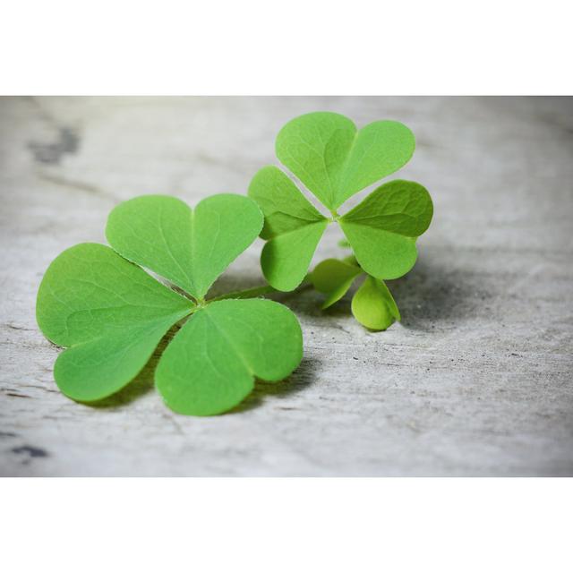 Macro Three Leaf Clover On Rustic Wooden Table. Shamrock Plant by Sckrepka - Wrapped Canvas Print 17 Stories Size: 30cm H x 46cm W x 3.8cm D on Productcaster.