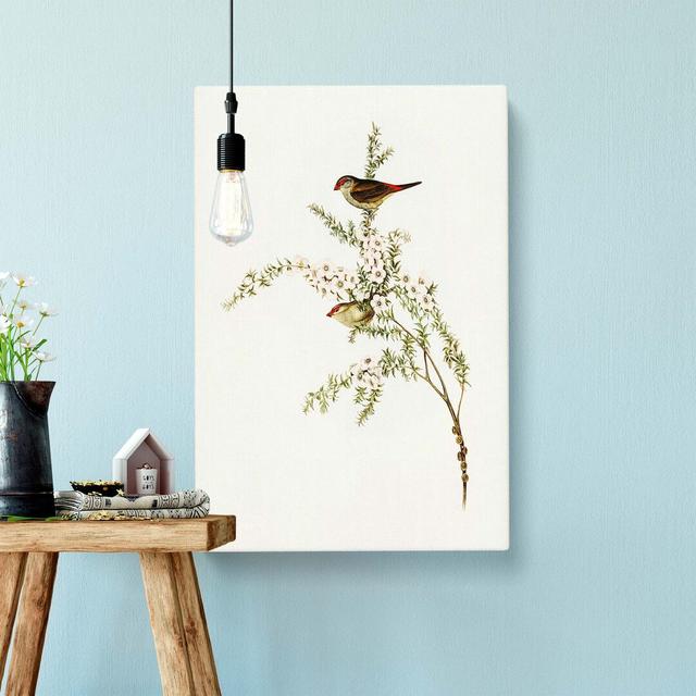 Finch Birds by Elizabeth Gould - Wrapped Canvas Painting Print East Urban Home Size: 60cm H x 40cm W x 3cm D on Productcaster.