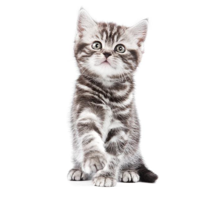 British Kitten On White Backgrounf by Dixi - Wrapped Canvas Print Ebern Designs Size: 76.2cm H x 50.8cm W on Productcaster.