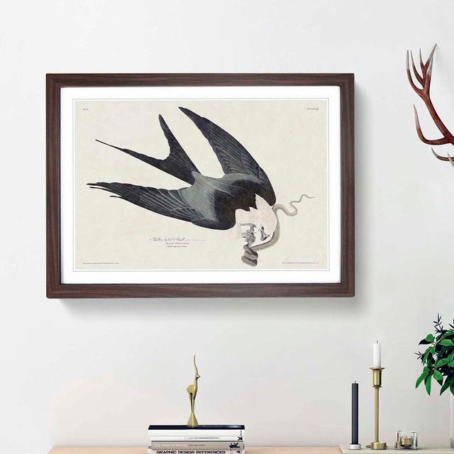 Swallow-Tailed Hawk & Snake by John James Audubon - Picture Frame Painting Print East Urban Home Frame Option: Walnut Framed, Size: 27cm H x 36cm W x on Productcaster.