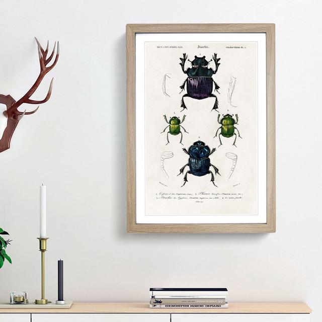 Beetle Illustrations PL.5 by Charles D' Orbigny - Single Picture Frame Painting East Urban Home Frame Option: Oak Framed, Size: 33cm H x 24cm W x 2cm on Productcaster.