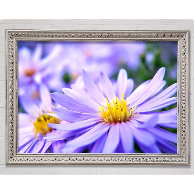 Pretty Violet Flowers Framed Print Bright Star Size: 21cm H x 29.7cm W on Productcaster.