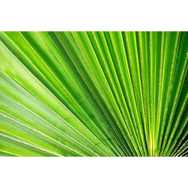 Green Palm Leaf by Aleksle - No Frame Art Prints on Canvas 17 Stories Size: 60cm H x 90cm W on Productcaster.