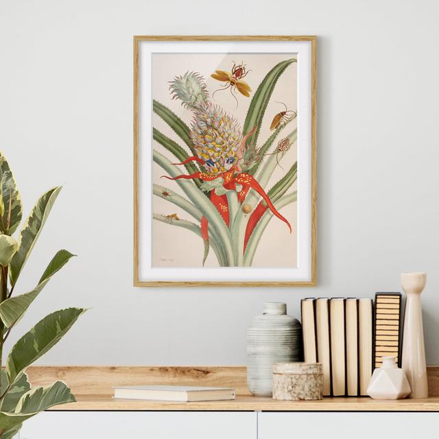 Pineapple with Insects by Anna Maria Sibylla Merian - Picture Frame Graphic Art 17 Stories Size: 40cm H x 30cm W x 2cm D, Frame Option: Brown Framed on Productcaster.