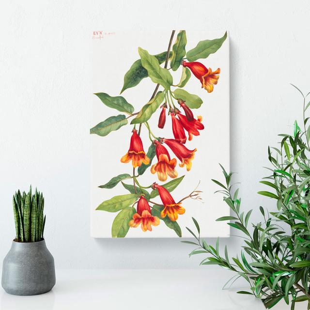 Crossvine by Mary Vaux Walcott - Wrapped Canvas Painting East Urban Home Size: 60cm H x 40cm W x 3cm D on Productcaster.