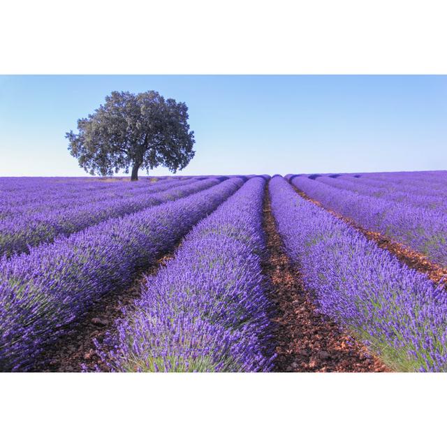 Lavender Fields by Tra_fi_k - Wrapped Canvas Print 17 Stories Size: 51cm H x 76cm W on Productcaster.