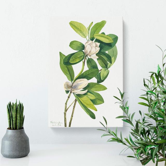 Swamp Magnolia by Mary Vaux Walcott - Wrapped Canvas Painting East Urban Home Size: 50cm H x 35cm W x 3cm D on Productcaster.