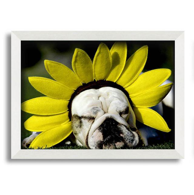 Dog Sunflower Hat Framed Print Maturi Format: White Framed Paper, Size: 42cm H x 59.7cm W on Productcaster.