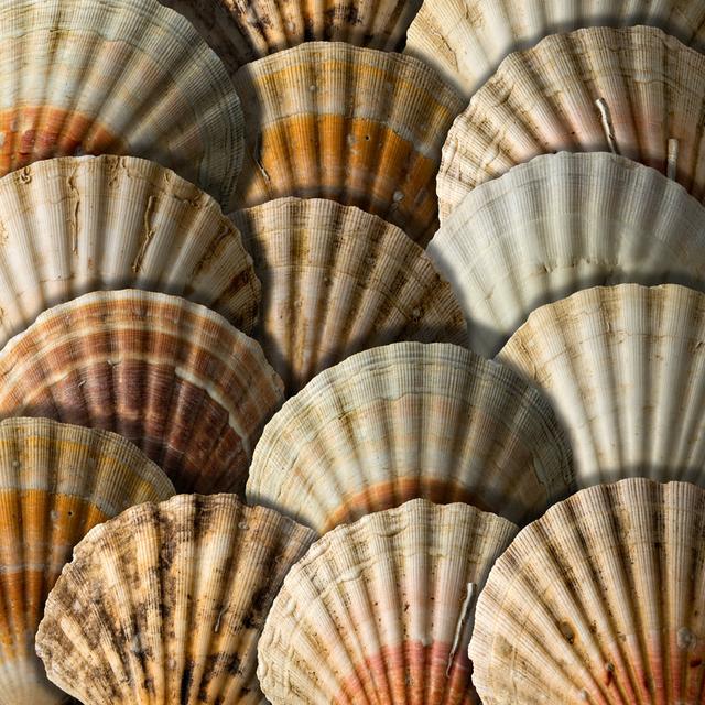 Aagoth Scallop Shells Background by Catalby - Wrapped Canvas Photograph Bay Isle Home Size: 30cm H x 30cm W x 3.8cm D on Productcaster.