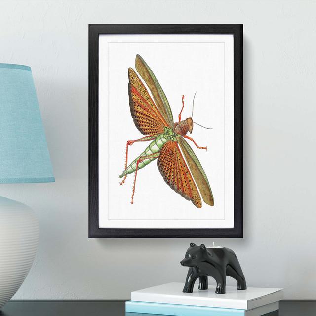 Imperial Locust by George Shaw - Picture Frame Graphic Art Print East Urban Home Frame Option: Black Framed, Size: 36cm H x 27cm W x 2cm D on Productcaster.