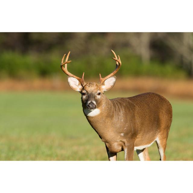 Large White-Tailed Deer Buck by EEI Tony - Wrapped Canvas Photograph Union Rustic Size: 20cm H x 30cm W on Productcaster.