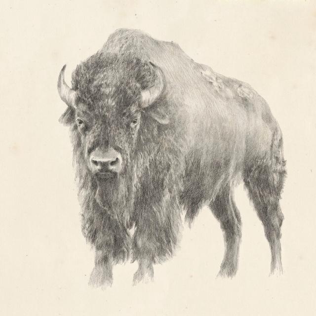 Western Bison Study by Ethan Harper - Wrapped Canvas Painting Alpen Home Size: 30cm H x 30cm W x 3.8cm D on Productcaster.