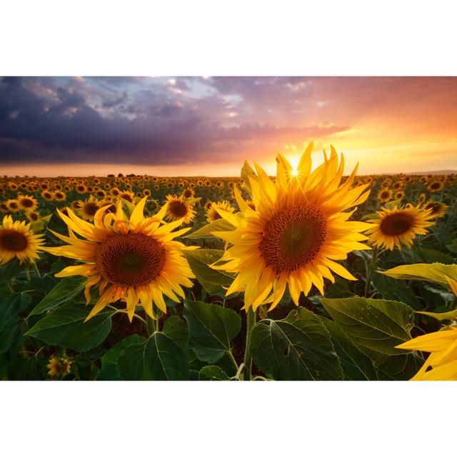 Sunflowers Field by Beboyltd - Wrapped Canvas Photograph August Grove Size: 61cm H x 91cm W x 3.8cm D on Productcaster.