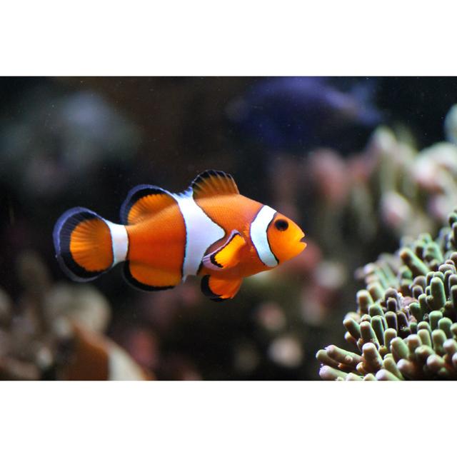 Clownfish Swimming by Cheekylorns - Wrapped Canvas Print 17 Stories Size: 51cm H x 76cm W on Productcaster.