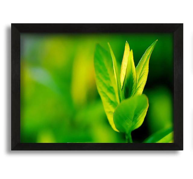 Green Leaf Flower - Picture Frame Graphic Art on Canvas Brayden Studio Size: 42cm H x 60cm W x 10cm D on Productcaster.