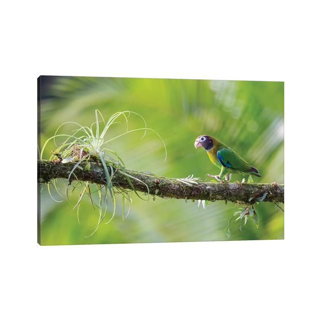 Brown Hooded Parrot In Green by Pascal De Munck - Gallery-Wrapped Canvas Giclée on Canvas 17 Stories Format: No Frame, Size: 66.04cm H x 101.6cm W x 3 on Productcaster.