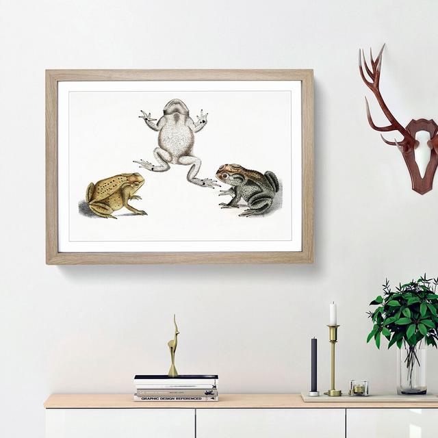 Illustrations of Toads by John Edward Gray - Picture Frame Painting Print East Urban Home Size: 48cm H x 65cm W x 2cm D, Frame Option: Oak Framed on Productcaster.